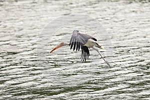 Painted stork with Heavy Yellow Beak in Flight under the Water