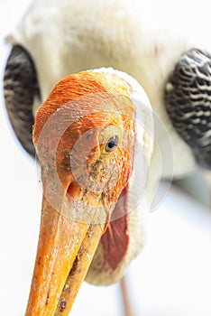 Painted stork with Heavy Yellow Beak