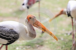 Painted stork with Heavy Yellow Beak