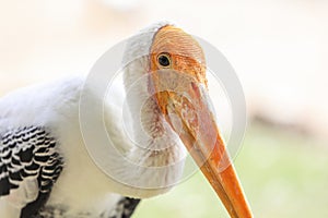 Painted stork with Heavy Yellow Beak