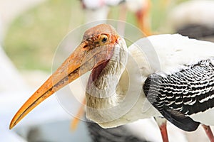 Painted stork with Heavy Yellow Beak