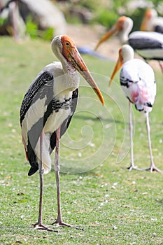 Painted stork with Heavy Yellow Beak