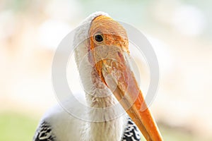 Painted stork with Heavy Yellow Beak