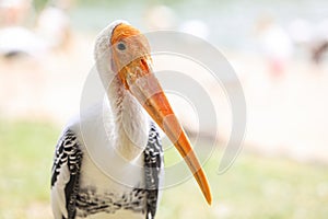 Painted stork with Heavy Yellow Beak