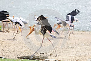 Painted stork with Heavy Yellow Beak