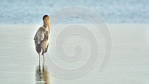 Painted Stork Juvenile during the golden hour on a serene blue background