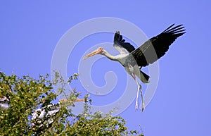 Painted stork landing