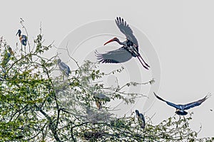 A painted Stork landing