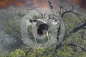 Painted Stork landing on a tree top.