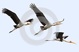 Painted stork large in flight, wader birds with yellow beak pink photo