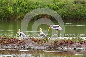 Painted stork large wader birds with yellow beak pink legs resting in wetland, Thailand, tropical Asia