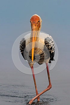 The painted stork is a large wader in the stork family. Mycteria leucocephala