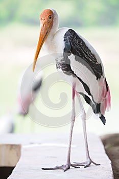 Painted stork on the lawn in safari
