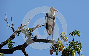 The Painted Stork (Mycteria leucocephala) photo