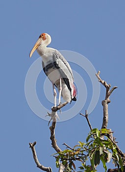 The Painted Stork (Mycteria leucocephala) photo