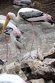 Painted stork ,Mycteria leucocephala