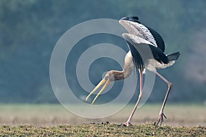 Painted stork Mycteria leucocephala