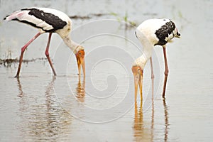 Painted Stork Mycteria leucocephala