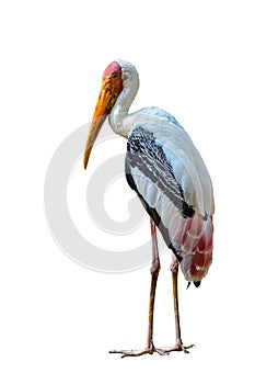 Painted Stork or Mycteria leucocephala.