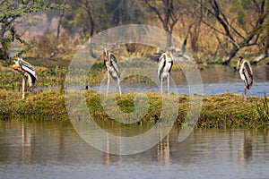 Painted stork or Mycteria leucocephala bird family in scenic view with nature painting or scenery in early morning hours during