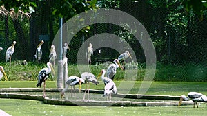 Painted Stork or Mycteria leucocephala birds