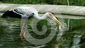 Painted Stork or Mycteria leucocephala birds