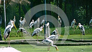 Painted Stork or Mycteria leucocephala birds