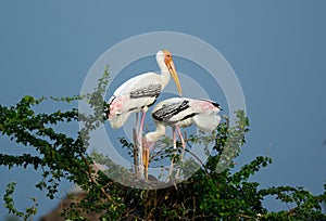 Painted Stork (Mycteria leucocephala)