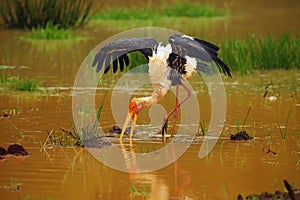 The painted stork Mycteria leucocephala fishing in the rain in cloudy water in a small lagoon