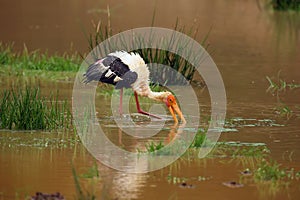 The painted stork Mycteria leucocephala fishing in the rain in cloudy water in a small lagoon. A large colorful Asian stork with