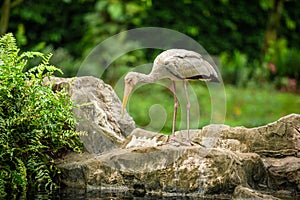 The painted stork Mycteria leucocephala has a yellow beak and long legs, standing on a rock and looking in the swamp for fish fo