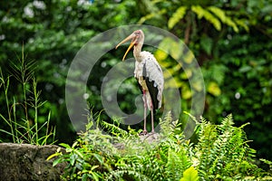 The painted stork Mycteria leucocephala has a yellow beak and long legs, is standing on the rocks and has a wide mouth. In the