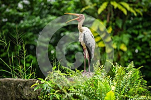 The painted stork Mycteria leucocephala has a yellow beak and long legs, is standing on the rocks and has a wide mouth. In the