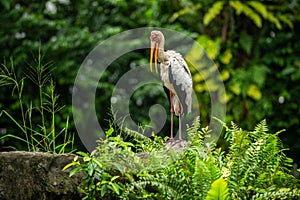 The Painted Stork Mycteria leucocephala have a yellow beak and long legs. Standing on a rock in the zoo, the background of a