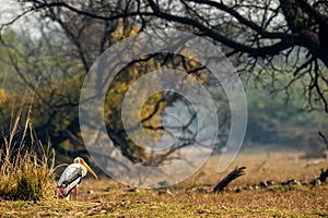 Painted stork or Mycteria leucocephala in landscape of keoladeo national park with copy space and colorful scenic background