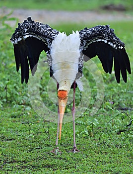 The painted stork Mycteria leucocephala is a large wader in the sto