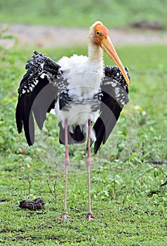 The painted stork Mycteria leucocephala is a large wader in the sto