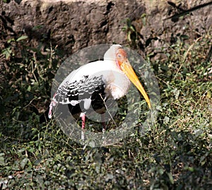 Painted stork (Mycteria leucocephala) resting after a hearty meal : (pix Sanjiv Shukla)