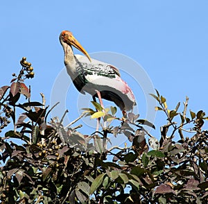 Painted stork (Mycteria leucocephala) resting after a hearty meal : (pix Sanjiv Shukla)