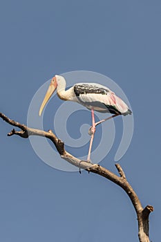 painted stork , Mycteria leucocephala on single foot