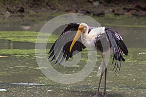 Painted Stork (Mycteria Leucocephala) stands with wings spread. India.