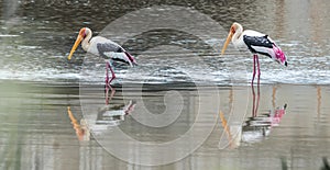 The Painted Stork or Mycteria leucocephala in a wetland park