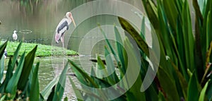 The Painted Stork or Mycteria leucocephala in a wetland park