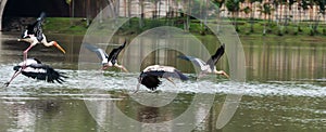 The Painted Stork or Mycteria leucocephala in a wetland park