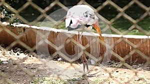 painted stork nature birds. Carries the stick in the mouth and carries it