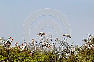 Painted Stork nesting on Tree photo