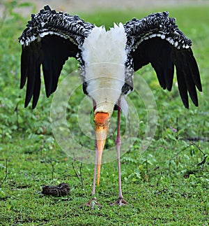 The painted stork Mycteria leucocephala is a large wader in the sto