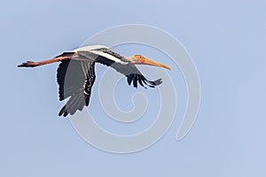 A Painted Stork