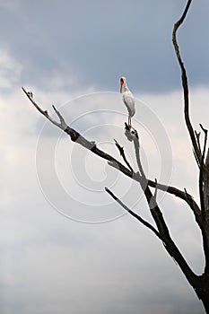 Painted stork perched on a tree at Masai mara