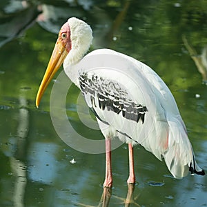 Painted stork in pond